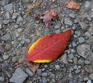 IMG_2842_Watkins_Glen_State_Park_Herbstblatt_Forum_schmal.jpg