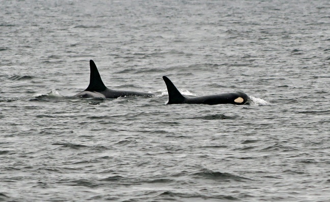 Orcas

