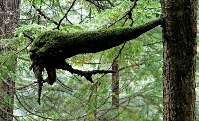 Cape Flattery Trail Ast
