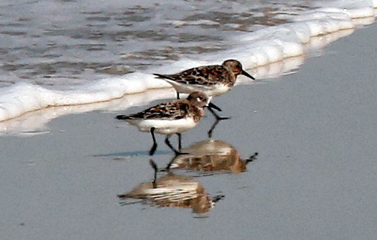 Strandvögel
