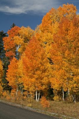 Grand Mesa
