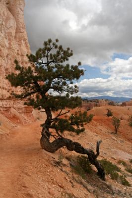 Bryce Canyon Fairyland Trail
