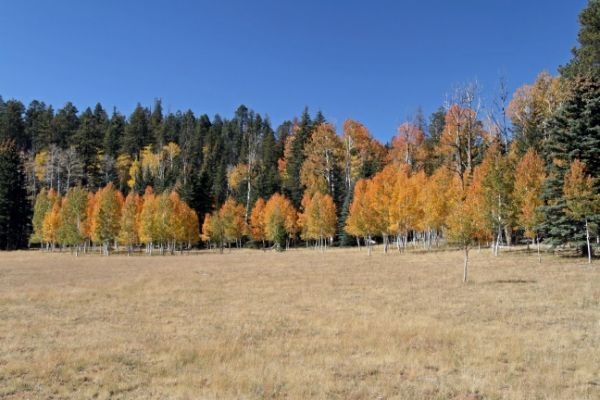 Kaibab Plateau
