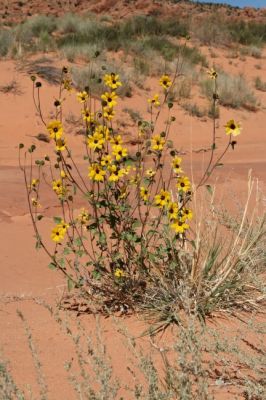 Blüten
