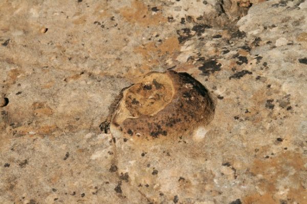 Mesa Verde Moqui Marble
