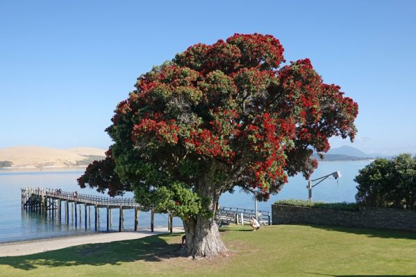 DSC01344 Omapere Copthorne Hotel Pohutukawa_k
