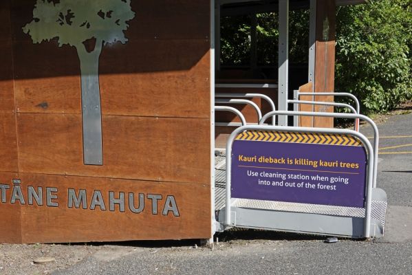 DSC01351 Tane Mahuta Desinfektionsstation_k

