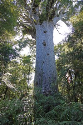 DSC01353 Tane Mahuta_k
