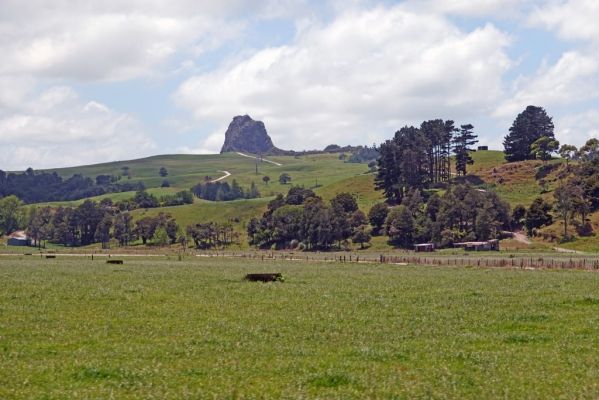 DSC01403 Hwy 12 Landschaft nach Dargaville_k
