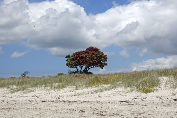 DSC01600 Matarangi Beach Pohutukawa_k
