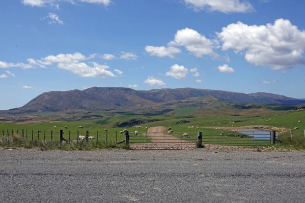 DSC02090 Schafe bei 3517 Taihape Napier Road_k
