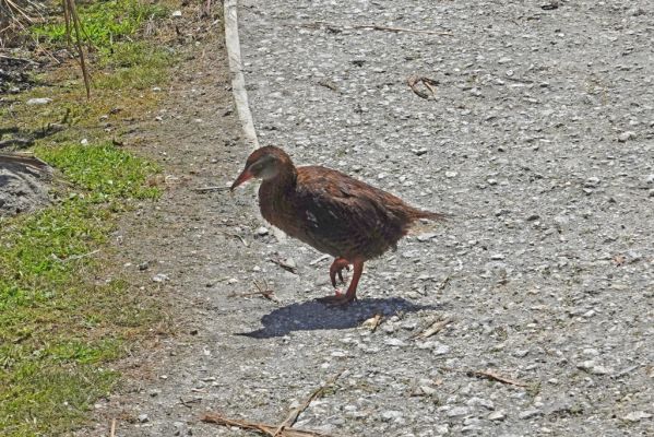 DSC02901 Cape Foulwind Weka_k
