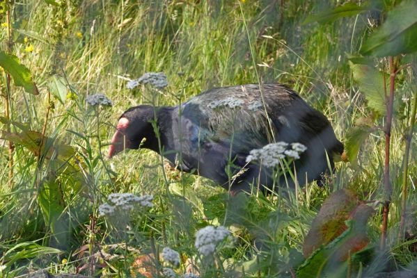 DSC03684 Te Anau Bird Sanctuary Takahe_k
