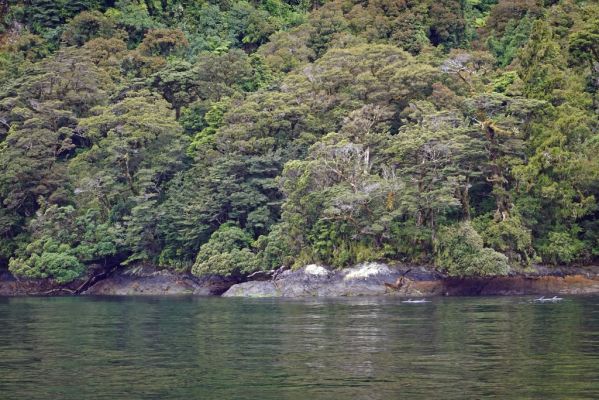DSC03898 Doubtful Sound Regenwald und Delfine_k
