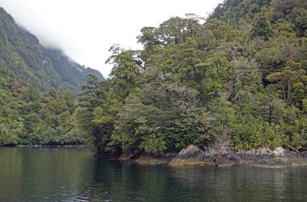 DSC03911 Doubtful Sound Regenwald_k
