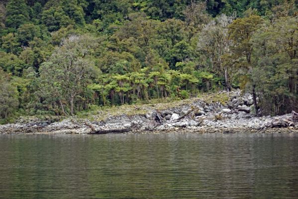 DSC03918 Doubtful Sound Farnpalmen_k
