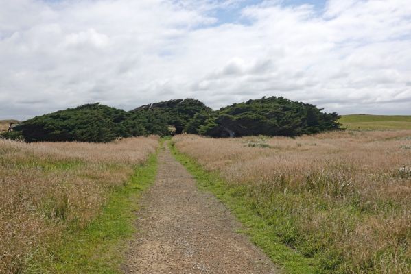 DSC03980 Waipapa Point Junipers_k
