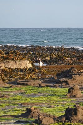 DSC04098a Curio Point Gelbaugenpinguin_k
