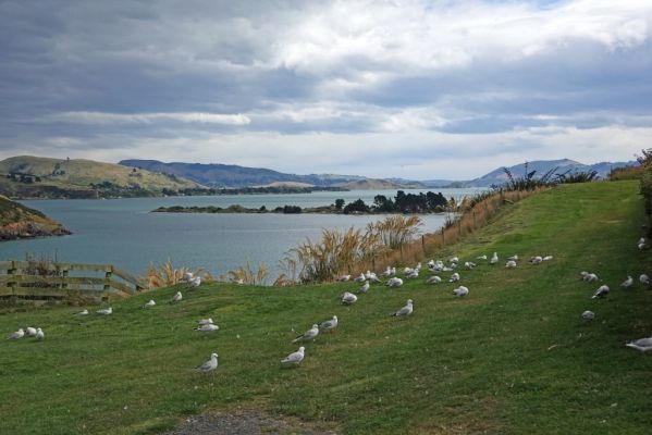 DSC04462 Royal Albatros Centre MÃ¶wen Landschaft_k
