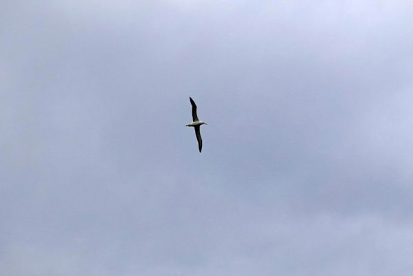 DSC04473 Royal Albatros Centre Albatros_k
