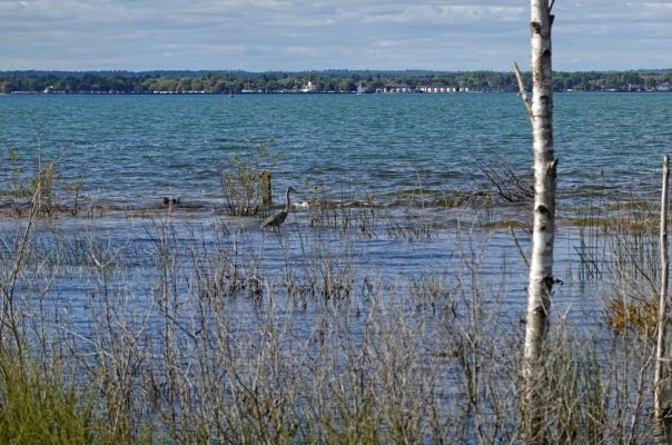DSC07340 Tawas Bay Reiher_k
