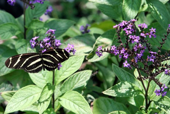 Boone Hall Plantation, Butterfly Garden
