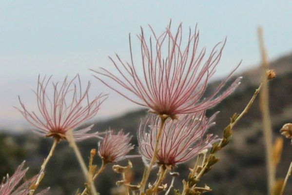 IMG_0078a_Cocoino_NF_Picnic_Ground_Painted_Desert_Vista_Apache_Plume_forum.jpg