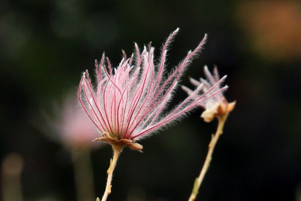 IMG_0079a_Cocoino_NF_Picnic_Ground_Painted_Desert_Vista_Apache_Plume_forum.jpg