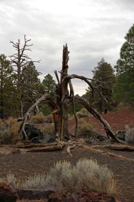 IMG_0090_Sunset_Crater_Volcano_NM_Baumstrunk_forum.jpg
