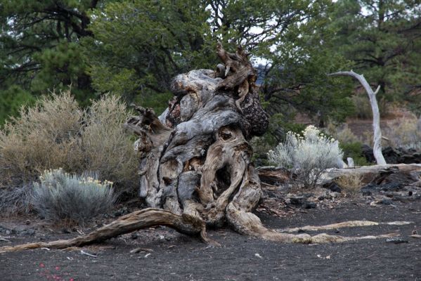 IMG_0094_Sunset_Crater_Volcano_NM_Baumstrunk_forum.jpg