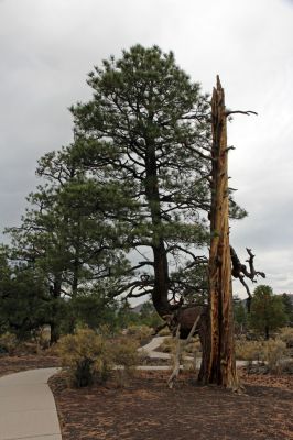 IMG_0098_Sunset_Crater_Volcano_NM_Kiefer_forum.jpg