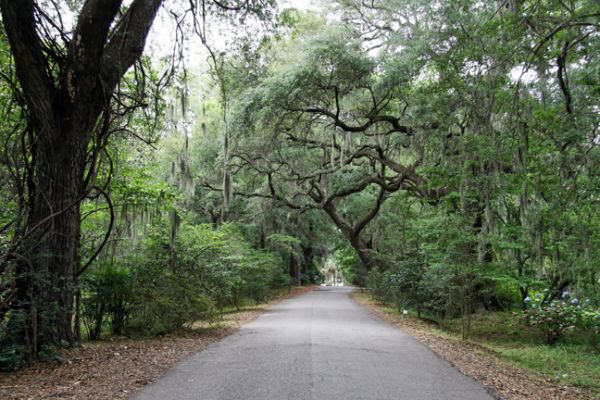 Magnolia Plantation
