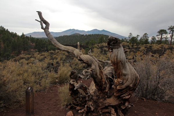 IMG_0106_Sunset_Crater_Volcano_NM_Baumstrunk_und_San_Francisco_Peaks_forum.jpg