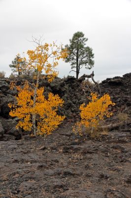 IMG_0110_Sunset_Crater_Volcano_NM_Herbstlaub_forum.jpg