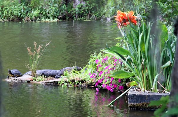 Magnolia Plantation, Turtle, Alligator

