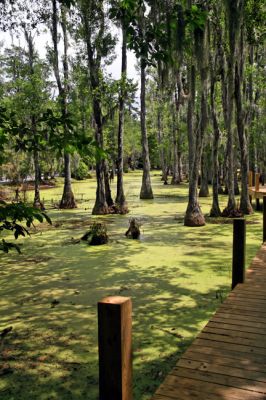 Magnolia Plantation, Swamp
