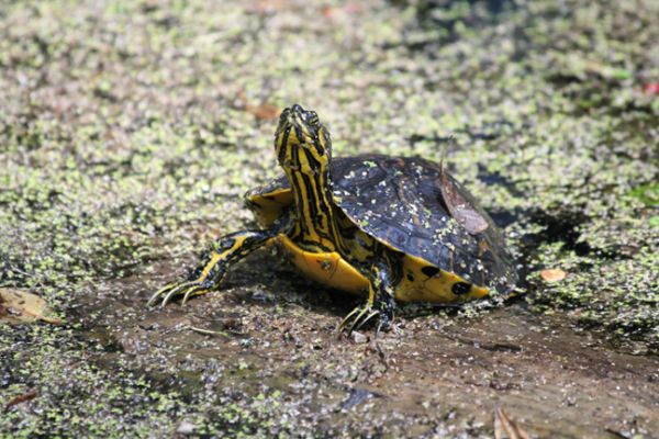 Magnolia Plantation, Swamp, Turtle
