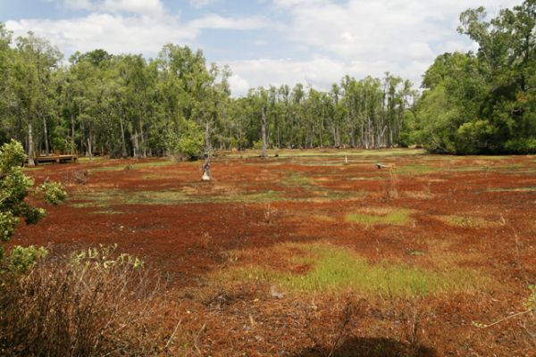 Magnolia Plantation, Swamp
