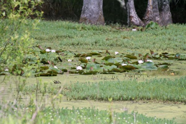 Magnolia Plantation, Swamp, Seerosen
