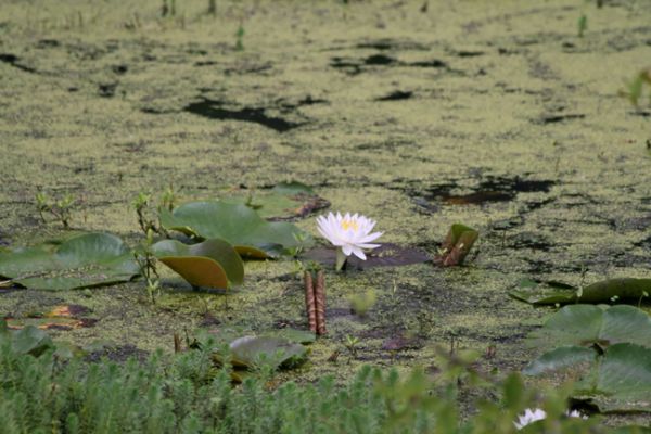Magnolia Plantation, Swamp, Seerose
