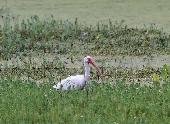 Magnolia Plantation, Swamp, Wasservogel
