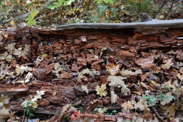 IMG_0200_Sedona_Oak_Creek_Canyon_West_Fork_vermodernder_Baum_forum.jpg