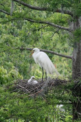 Magnolia Plantation, Swamp, Great Egrets Brutkolonie

