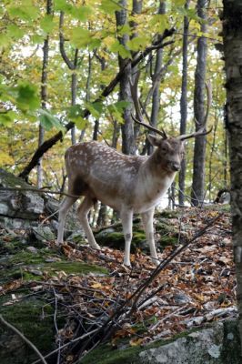 Parc Omega, Damhirsch
