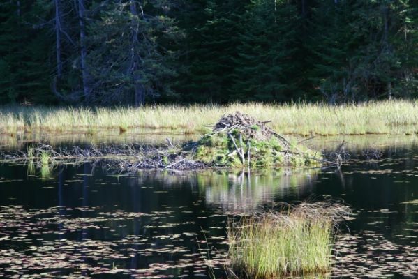 Beaver Pond Trail Biberbau
