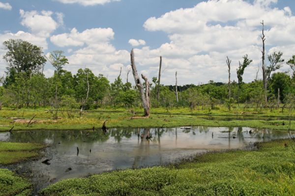 Ocmulgee, Walnut Creek Wetlands
