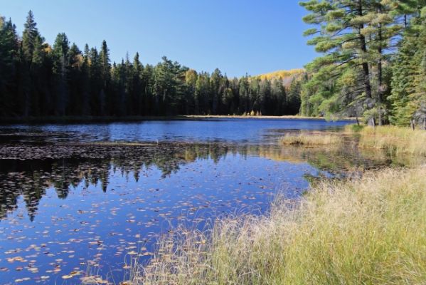 Beaver Pond Trail
