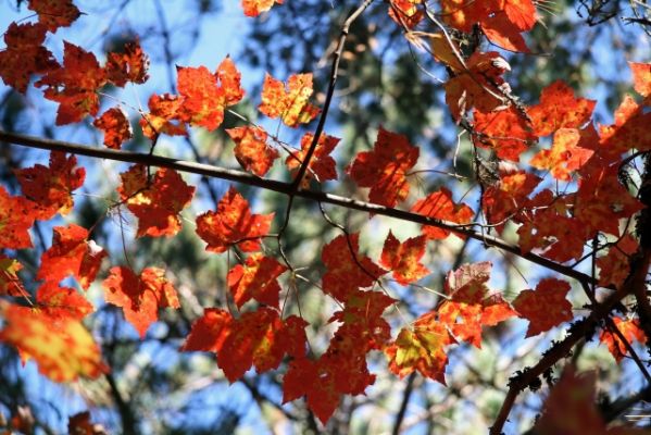 Beaver Pond Trail
