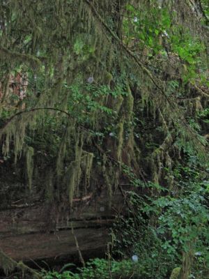 Lake Quinault Regenwald
