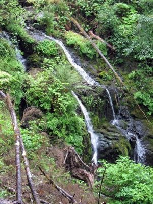 LakeQuinault Wasserfall
